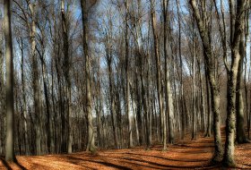 Phoca Thumb M Kahler Buchenwald 1511 2015